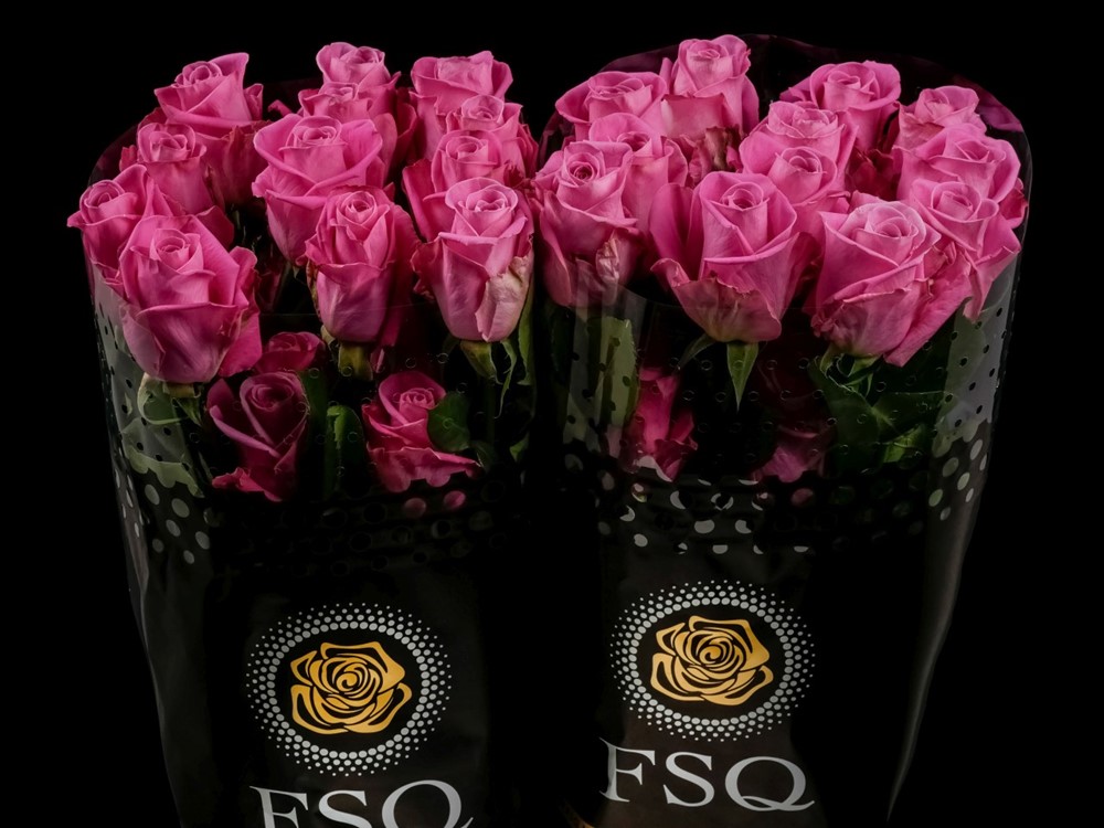 SOULMATE a Cerise rose from Ecuador